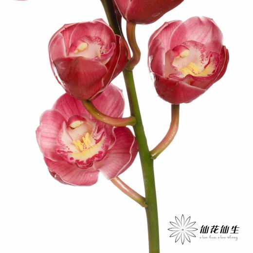 大花蕙兰 | 佛神 商品图3