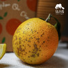 生态赣南脐橙|合作生产*Ecological Gannan navel orange| Partner Production 商品缩略图4