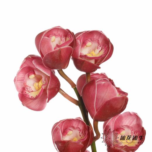 大花蕙兰 | 佛神 商品图2