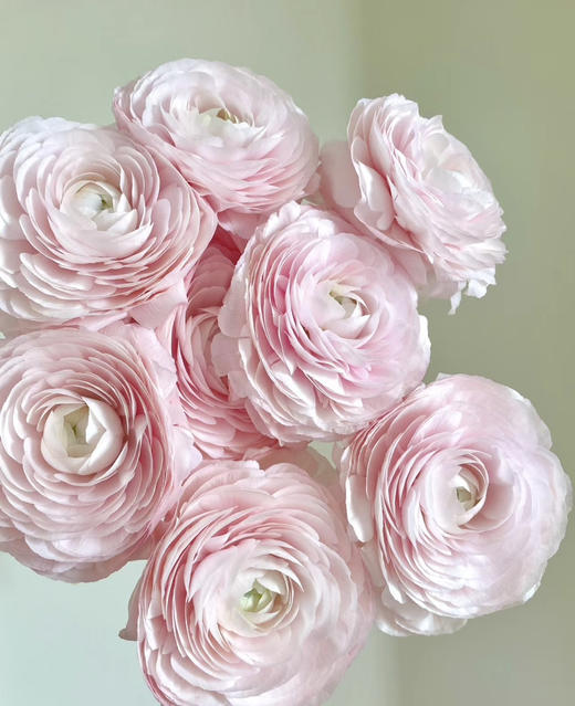 国产花材-【成功洋牡丹】樱花粉 商品图0