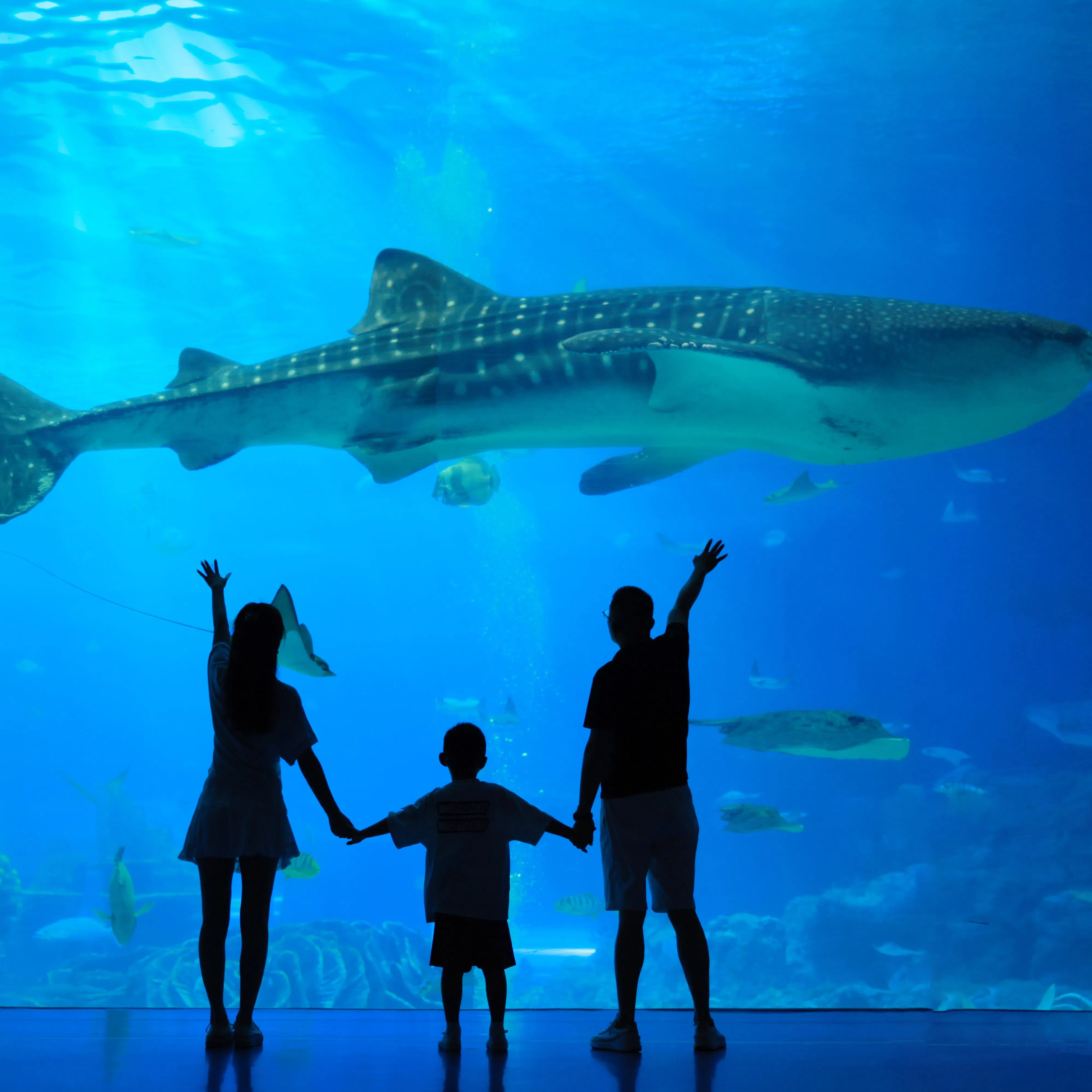 【热销】珠海长隆海洋王国全天向导陪玩不限时，管家式一对一服务 | 可升级接送车/旅拍服务（不含门票）