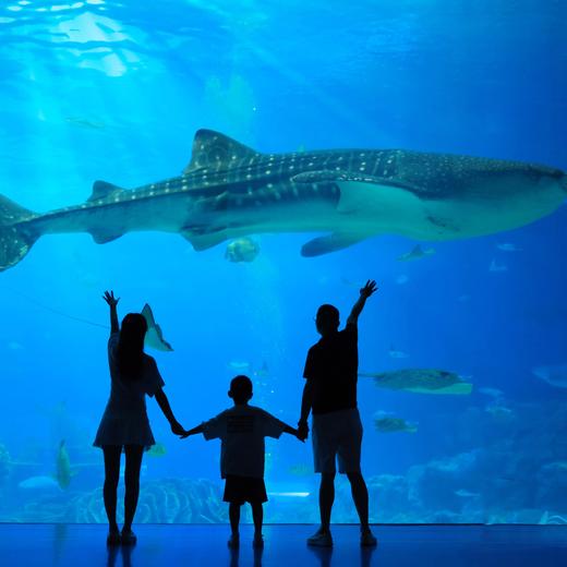 【热销】珠海长隆海洋王国全天向导陪玩不限时，管家式一对一服务 | 可升级接送车/旅拍服务（不含门票） 商品图0