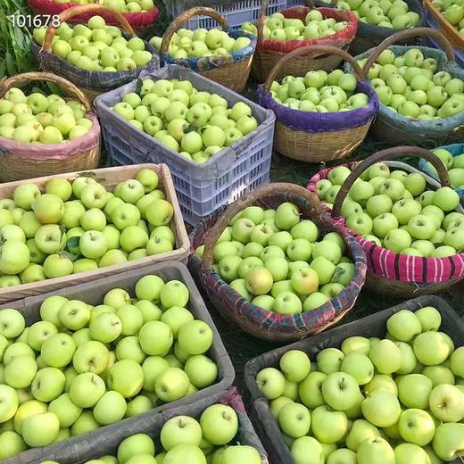 陕西青苹果 当季新鲜现摘苹果，快来尝鲜~ 商品图1