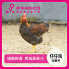 散养 清远公  仔仔鸡  童子鸡 75-95日龄不低于650克 商品缩略图0