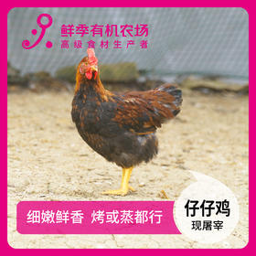 散养 清远公  仔仔鸡  童子鸡 75-95日龄不低于650克