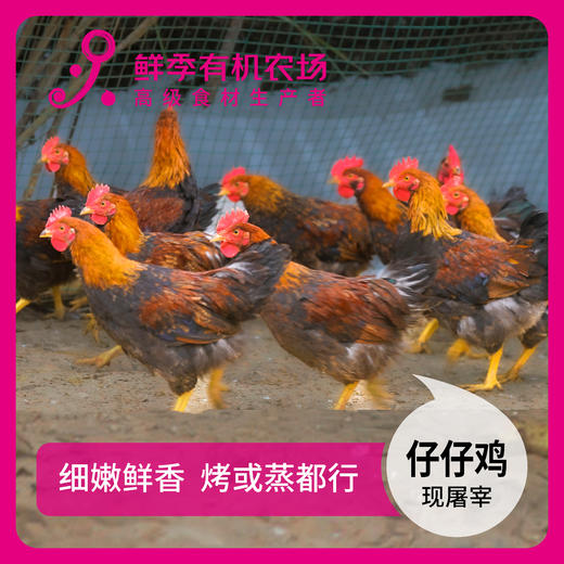 散养 清远公  仔仔鸡  童子鸡 75-95日龄不低于650克 商品图2