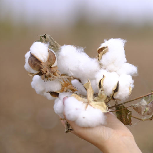 【换季必备】【奕虹新疆行】【正宗新疆棉花被】有着阳光味道的棉花被，采用南疆手采棉花，蓬松的纤维感，云朵般轻柔 商品图4