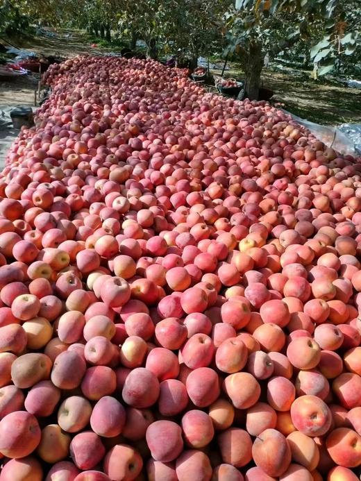 红旗坡六队顶级阿克苏苹果（甜度、水分、风味，独领风骚，刷新你认知的阿克苏苹果，你以往从未吃到的顶级口感） 商品图10