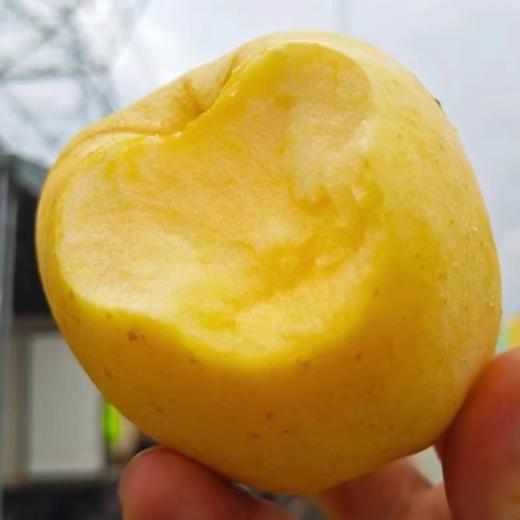 【源鸿】山东维纳斯黄金苹果 山东雀斑维纳斯苹果 商品图2