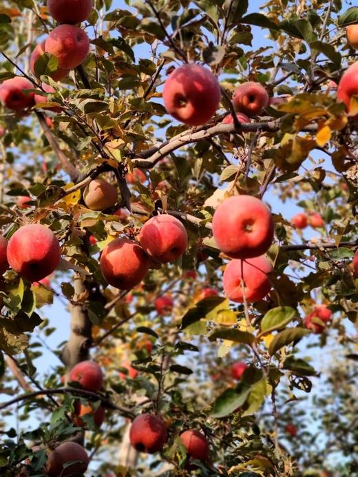 红旗坡六队顶级阿克苏苹果（甜度、水分、风味，独领风骚，刷新你认知的阿克苏苹果，你以往从未吃到的顶级口感） 商品图7