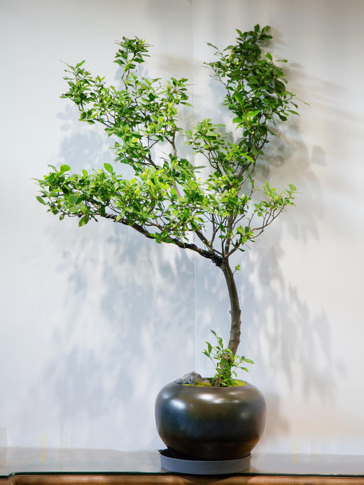 老桩海岛栀子花 商品图0