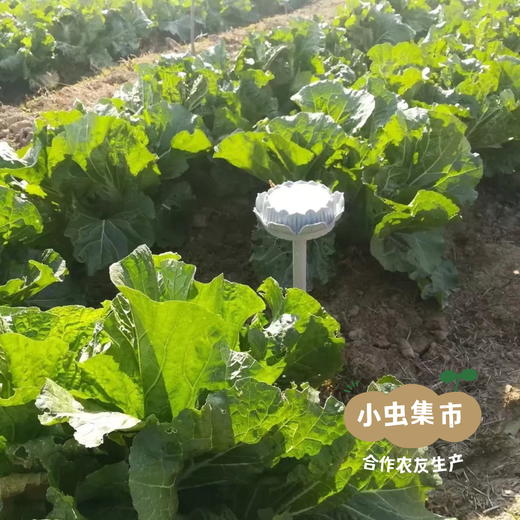 生态狮子头大白菜 4.5斤 | 合作农友生产，产自山东菏泽，生产者：刘坤敏 *【公平贸易农人定价】 商品图8