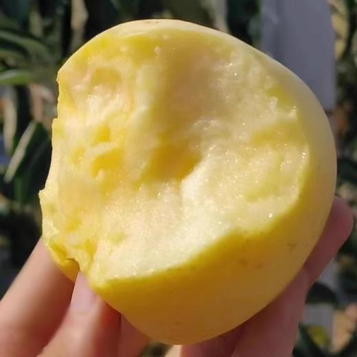 【源鸿】山东维纳斯黄金苹果 山东雀斑维纳斯苹果 商品图4