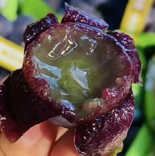 富士峰😋黑藤巨峰葡萄🍇！集“甜”、“香”、“鲜”于一身，颗颗晶莹饱满，犹如一串串黑珍珠，光彩夺目。肉厚可口，多汁清甜，新鲜直冲你的味蕾，吃一口就会爱上它 ！ 商品图7