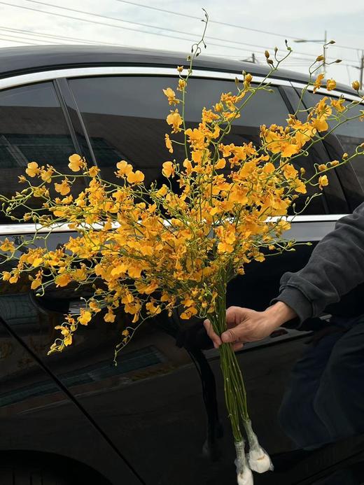 柠檬黄跳舞兰文心兰1扎 商品图9