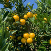 云南高原野花斑橙 一点点丑 多多的甜 自然生长 橙味十足 完美酸甜比  商品缩略图3