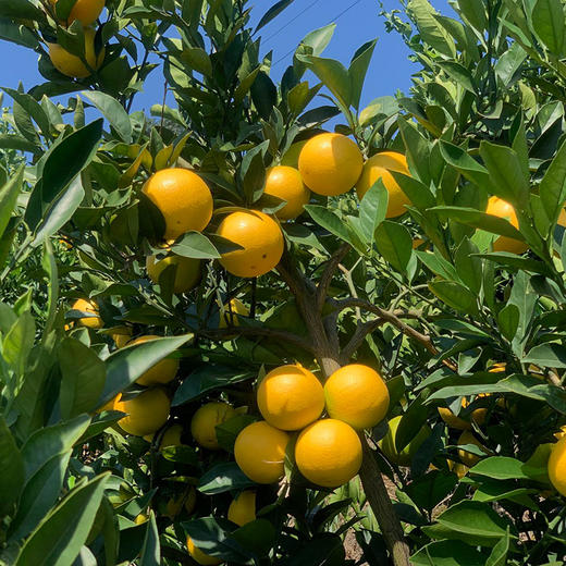 云南高原野花斑橙 一点点丑 多多的甜 自然生长 橙味十足 完美酸甜比  商品图3