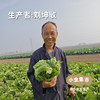 生态狮子头大白菜 4.5斤 | 合作农友生产，产自山东菏泽，生产者：刘坤敏 *【公平贸易农人定价】 商品缩略图3