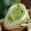 生态狮子头大白菜 4.5斤 | 合作农友生产，产自山东菏泽，生产者：刘坤敏 *【公平贸易农人定价】 商品缩略图4