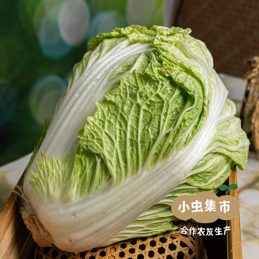 生态狮子头大白菜 4.5斤 | 合作农友生产，产自山东菏泽，生产者：刘坤敏 *【公平贸易农人定价】 商品图4