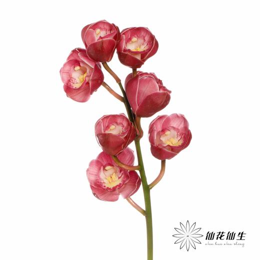 大花蕙兰 | 佛神 商品图1