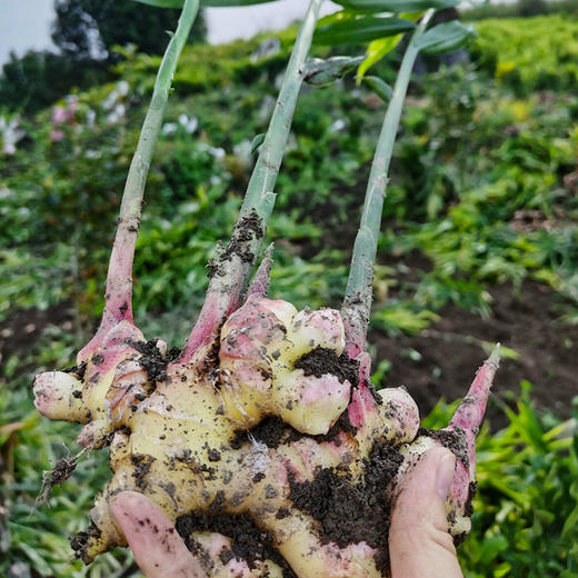 云南【小黄姜】姜味浓郁，香辣味美，肉质紧实，姜丝紧密，高原种植，自然成熟！ 商品图3
