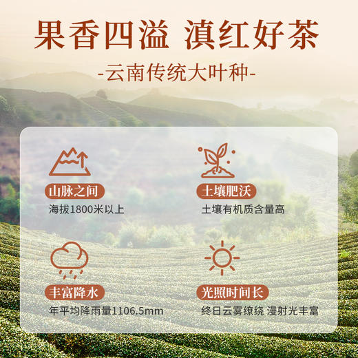 【新品上市】凤牌滇红云南特产果香红茶袋泡茶300g便捷冲泡100包 商品图3
