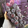 富士峰😋黑藤巨峰葡萄🍇！集“甜”、“香”、“鲜”于一身，颗颗晶莹饱满，犹如一串串黑珍珠，光彩夺目。肉厚可口，多汁清甜，新鲜直冲你的味蕾，吃一口就会爱上它 ！ 商品缩略图5