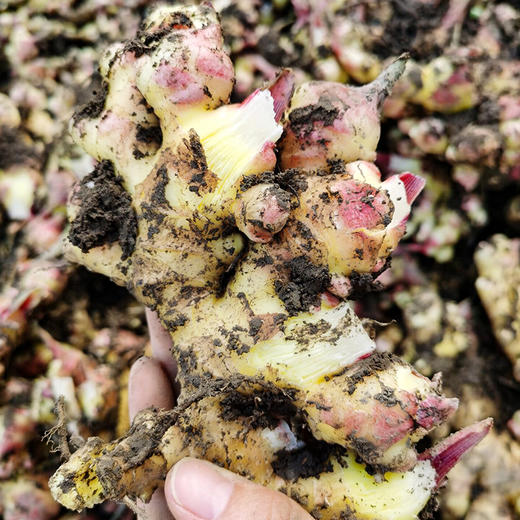 云南【小黄姜】姜味浓郁，香辣味美，肉质紧实，姜丝紧密，高原种植，自然成熟！ 商品图2