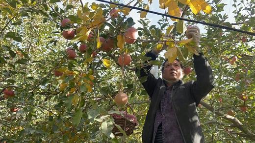红旗坡六队顶级阿克苏苹果（甜度、水分、风味，独领风骚，刷新你认知的阿克苏苹果，你以往从未吃到的顶级口感） 商品图8