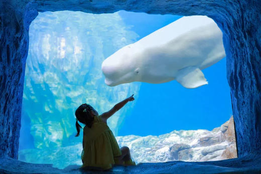 【热销】珠海长隆海洋王国全天向导陪玩不限时，管家式一对一服务 | 可升级接送车/旅拍服务（不含门票） 商品图4