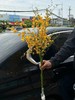 柠檬黄跳舞兰文心兰1扎 商品缩略图10
