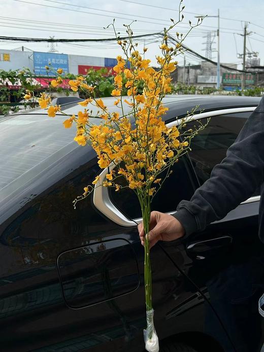 柠檬黄跳舞兰文心兰1扎 商品图10