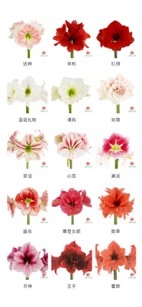 朱顶红鲜切花家族合集