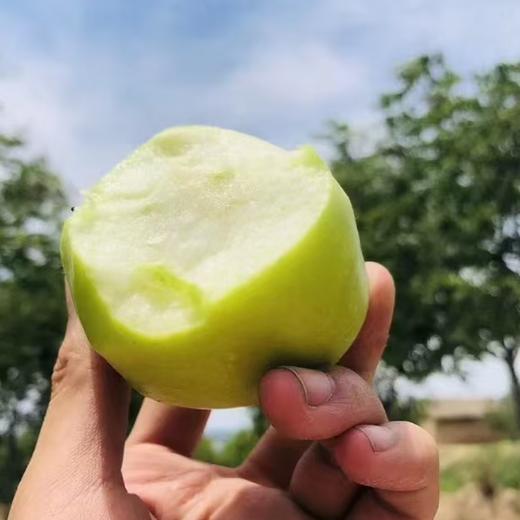 陕西青苹果 当季新鲜现摘苹果，快来尝鲜~ 商品图7