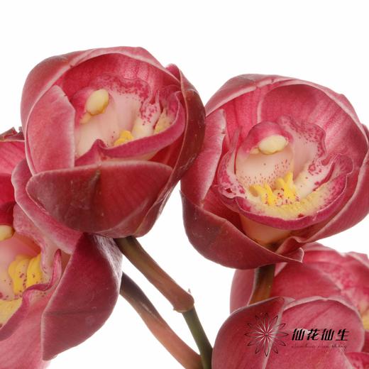 大花蕙兰 | 佛神 商品图4