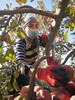 红旗坡六队顶级阿克苏苹果（甜度、水分、风味，独领风骚，刷新你认知的阿克苏苹果，你以往从未吃到的顶级口感） 商品缩略图9