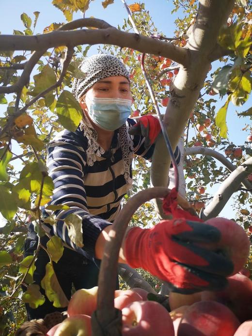 红旗坡六队顶级阿克苏苹果（甜度、水分、风味，独领风骚，刷新你认知的阿克苏苹果，你以往从未吃到的顶级口感） 商品图9