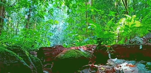 惊喜西双版纳，五钻酒店5晚连住不挪窝，科普老师带玩水果市场/植物园/野象谷/傣寨 商品图2