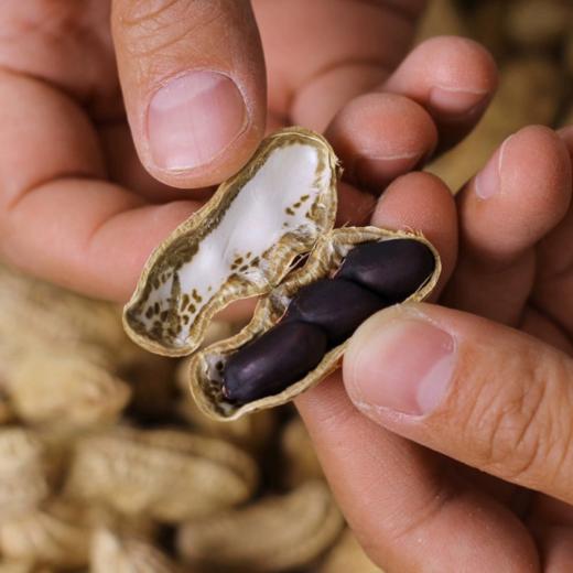 😎【富硒黑皮干花生/富硒黑皮熟花生】🌟散落的“黑珍珠”高花青素➕富硒，🉐一颗顶十颗❗️ 🌸非转基因，11年杂交选育，🤩持证上岗的富硒黑皮花生，🎈名副其实的长寿果～  商品图4