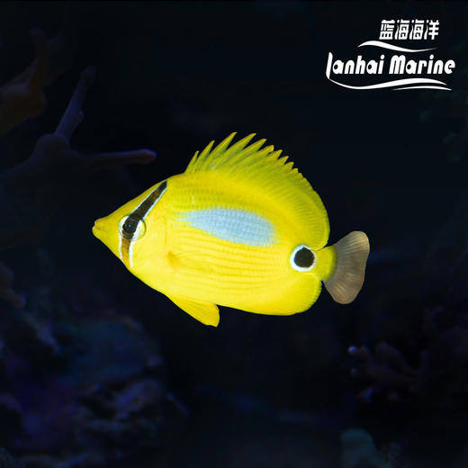 银蝶/蓝斑蝶 商品图0