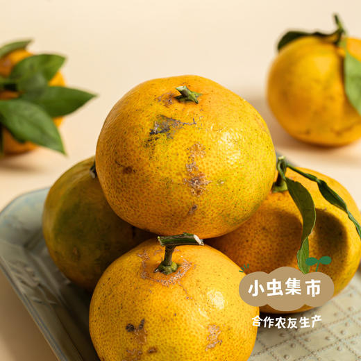 【买3斤送2斤】生态蜜橘 3斤/5斤 | 来自上海长兴岛，合作农友生产，生产者：周立平 *【公平贸易农人定价】 商品图3