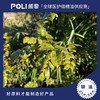 尼泊尔有机进口竹叶花椒精油原料POLI颇黎单方竹叶花椒精油精油原液 商品缩略图0