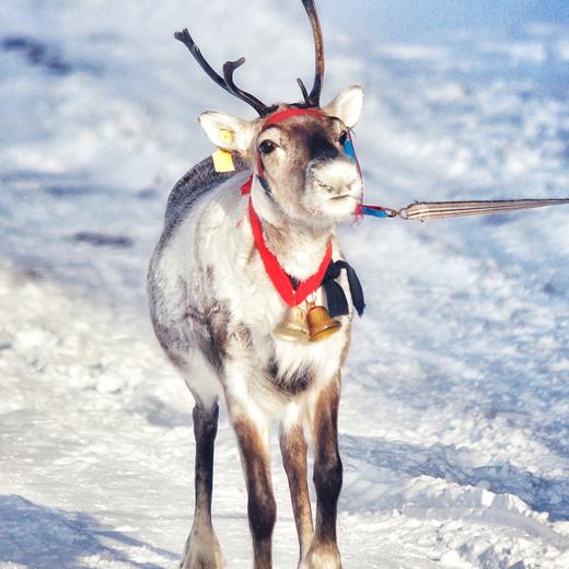 呼尔漠北丨内蒙&东北·呼伦贝尔·漠河·7天6晚【go小团】 商品图2