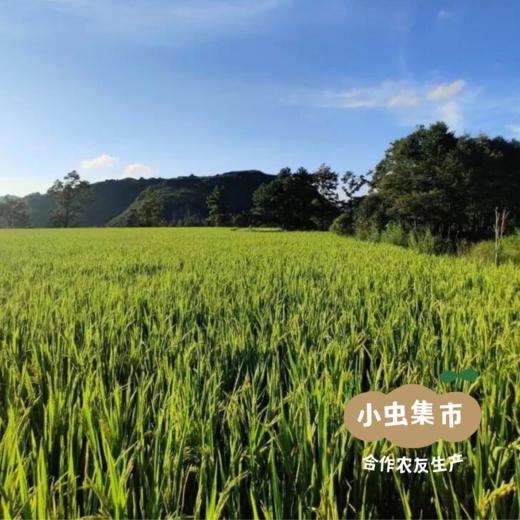 生态老品种糯米 | 合作农友生产，来自贵州贵阳高坡，生产者：杨婧懿 *【公平贸易农人定价】 商品图4