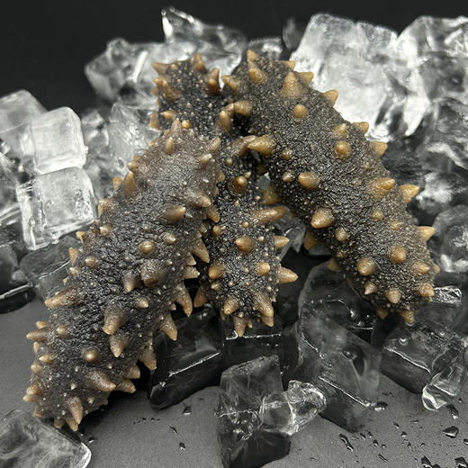 辽福湾鲜食即食海参6头/斤[1斤/3斤/5斤任选] 商品图2