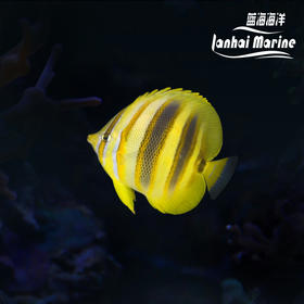 澳州彩虹蝶