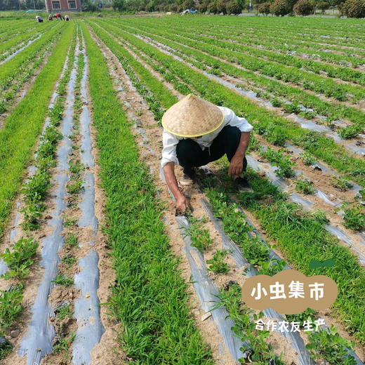 生态花生米 2袋 | 合作农友生产，产自河北唐山，生产者：张振*【公平贸易农人定价】 商品图8