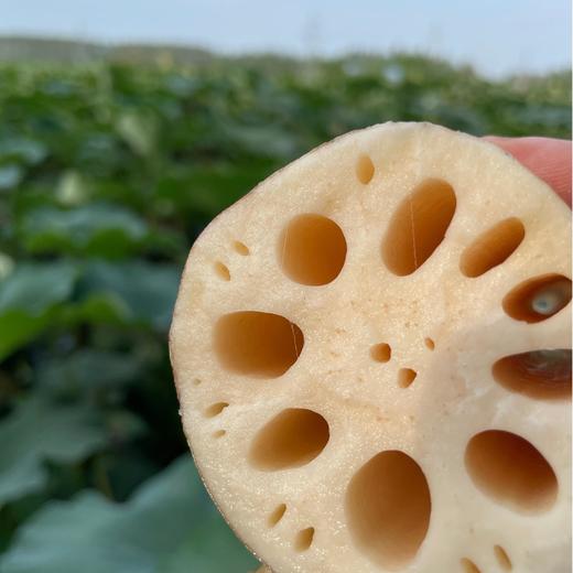 【2025年 新！有机洪湖莲藕 湖北荆州产地直发 】 新鲜湖藕 现挖现发 粉糯易煮 煲汤粉藕 5斤装 商品图1