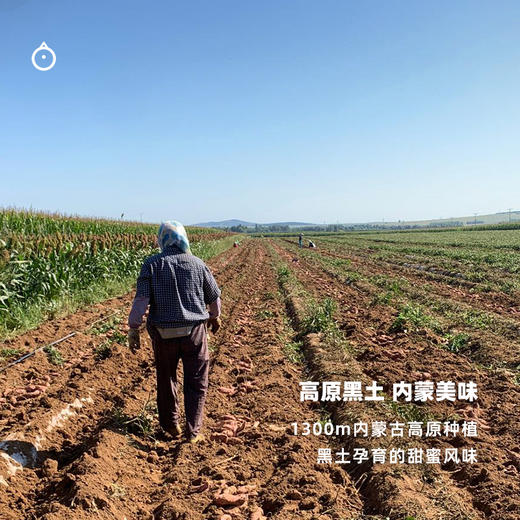 企鹅市集|内蒙古 哈密冰糖薯大果5斤装（11-15根） 软糯绵密 冰糖蜜甜 商品图3